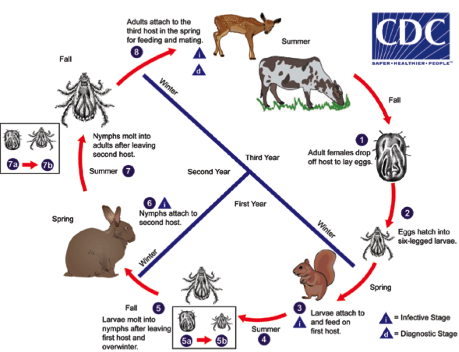 Tick Life Cycle from the CDC