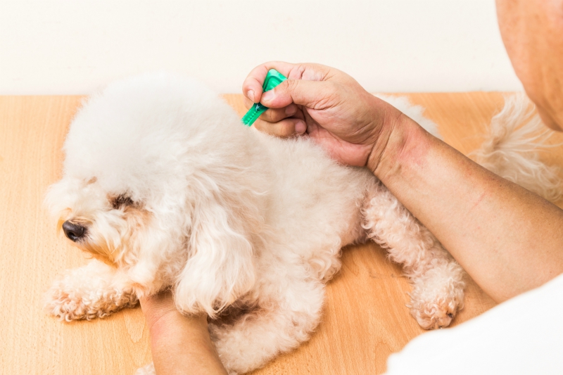 How to Apply Parasite Prevention to Your Dog