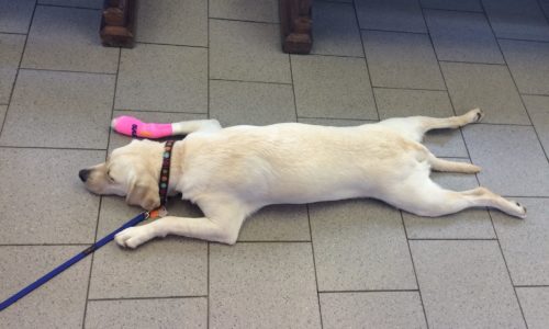 Dog lying on the floor with a bandaged paw