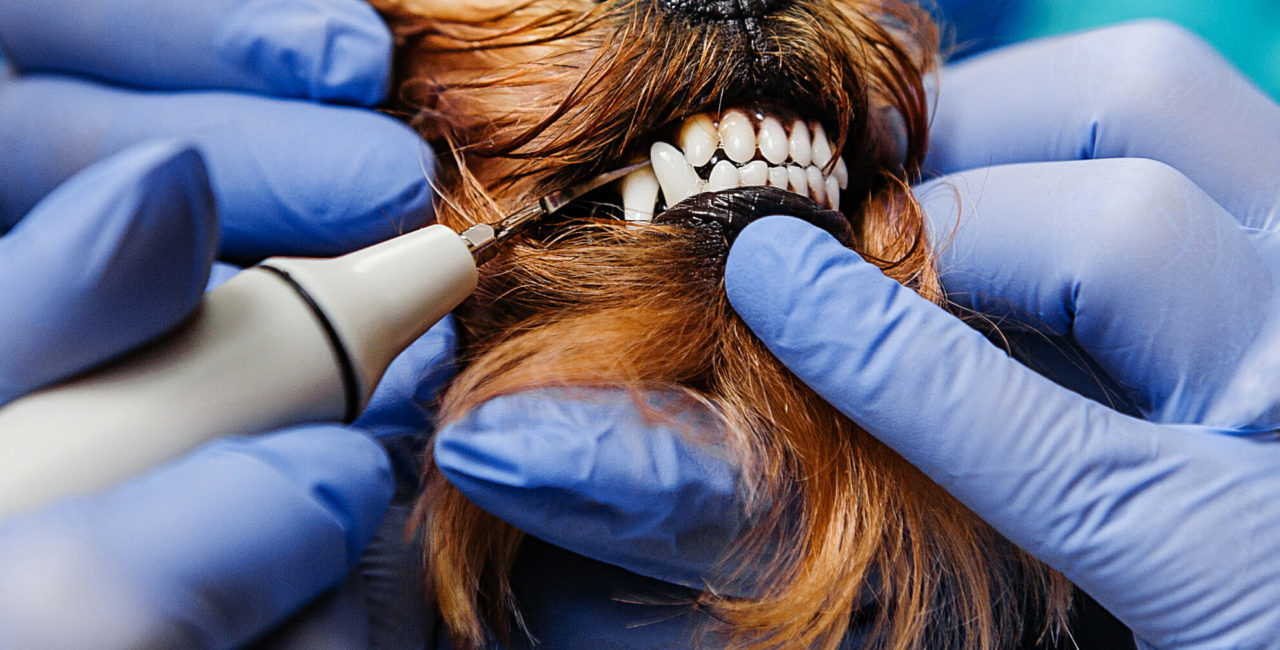 Aurora Animal Clinic logo and veterinarian performing a dental procedure on a dog