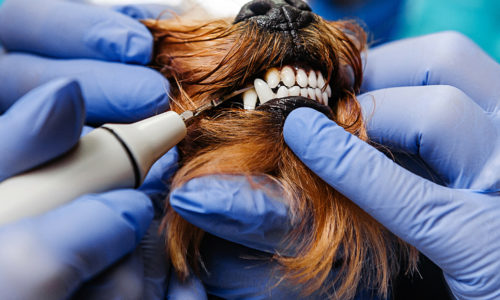 Aurora Animal Clinic logo and veterinarian performing a dental procedure on a dog