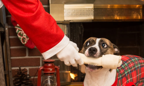 Dog chewing on a bone held by Santa