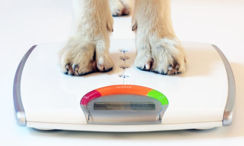 dog weight management