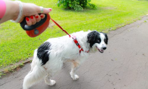 Owner with a dog on a retractable leash