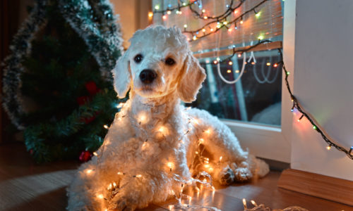 Dog wrapped in Christmas lights