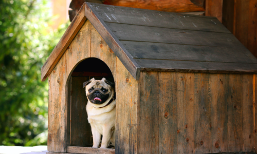 Dog in a dog house
