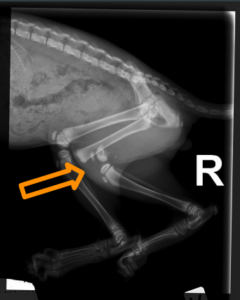 x-ray 2