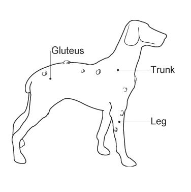 Adipose (Lipoma) Tumors in a dog with Gluteus, Trunk and Leg labels