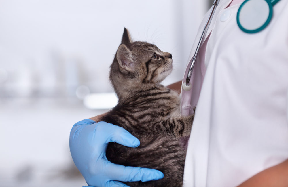 Veterinarian holding a cat