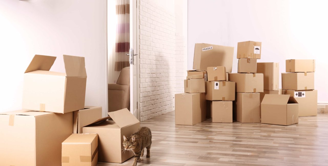 moving with pets and boxes