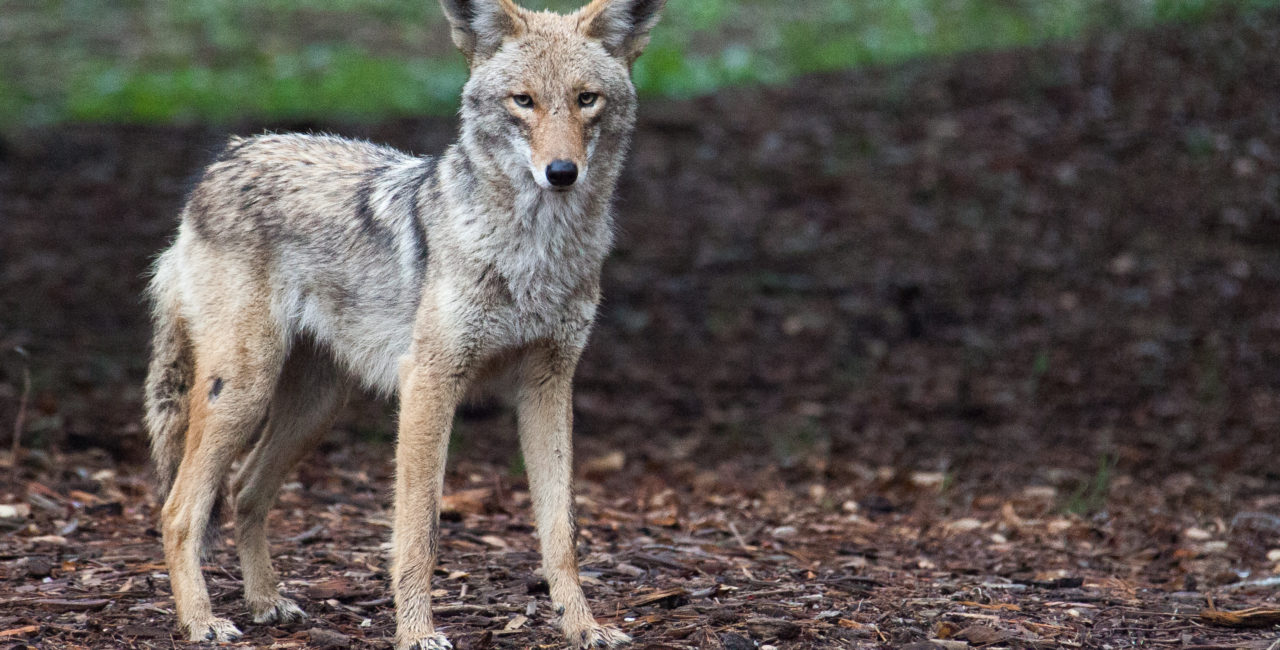 blog about coyotes