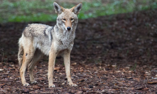 blog about coyotes