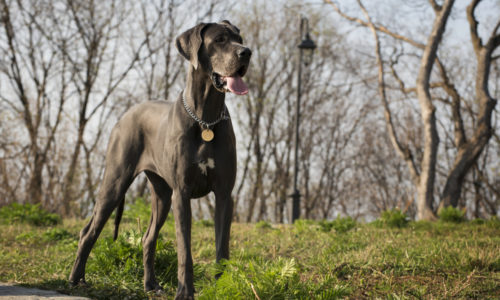 Great Dane dog outdoors