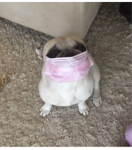 Olive the dog with a face mask on