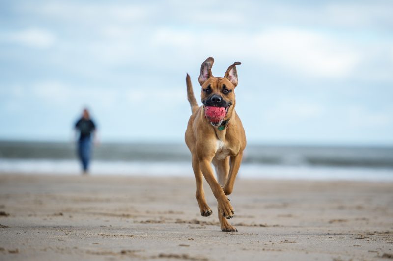 dog in a beach running