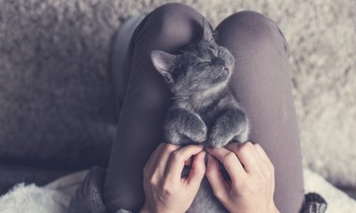 Pet Receiving a Massage