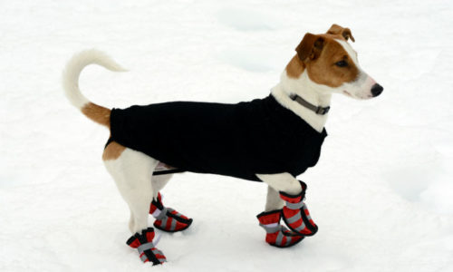 Dog in Snow with Boots