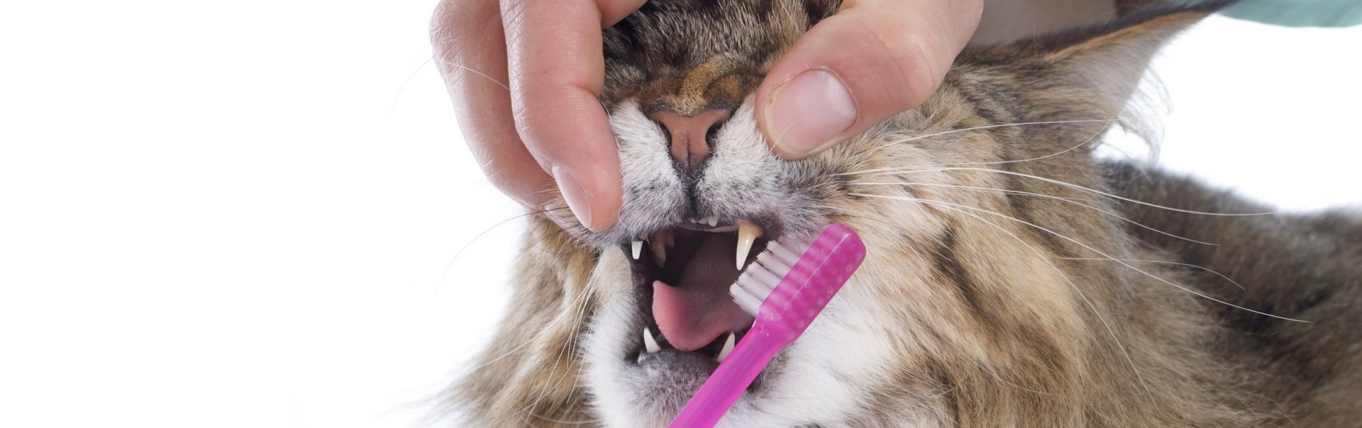 Dental Care - Aurora Animal Clinic