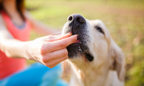 Owner feeding dog outdoors